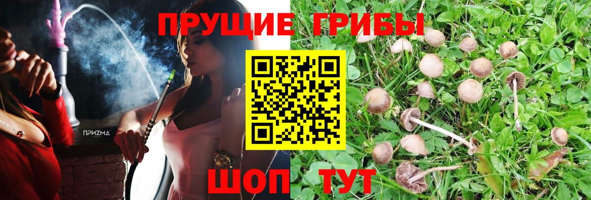 Заводоуковск  Галлюциногенные грибы ЛСД  Вход с VPN 